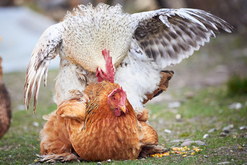 Brahma hen and rooster mating, chicken