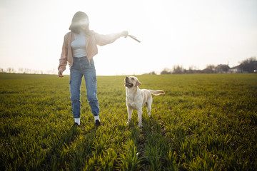 Cheerful labrador retriever dog runs and jumps for the stick in the field with its owner on a sunny...