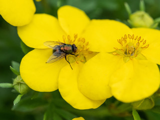 fly on yellow flower