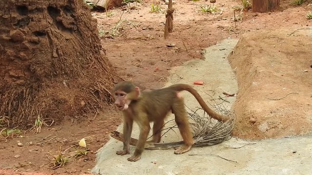 Grey Monkeys eat leaves and fruit skin on the edge of the forest. Family monkey, Wild monkey family at sacred monkey forest. Adorable face of baby asian monkey looking at camera. Common squirrel monke