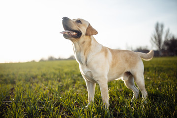 Playful young dog stands in the field with green grass on a bright sunny day. Labrador retriever wants to play with its owner and being active. Home pets concept.