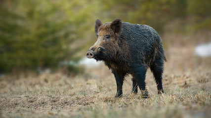 Male wild boar, sus scrofa, with white tusks sticking out of snout on spring meadow with dry grass at sunrise. Shy mammal sniffing with nose from front view with copy space.