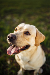 Playful young dog sitss in the field with green grass on a bright sunny day. Labrador retriever wants to play with its owner and being active. Home pets concept.