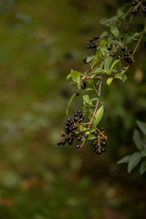 Obraz premium Blackberry