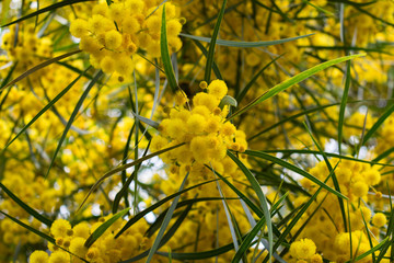 Blossoming of mimosa tree,  golden wattle close up in spring, bright yellow flowers, acacia flowers