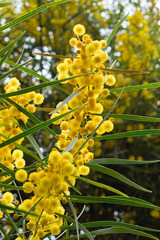 Blossoming of mimosa tree,  golden wattle close up in spring, bright yellow flowers, acacia flowers