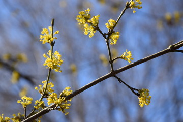 Tempo della primavera, rami degli alberi