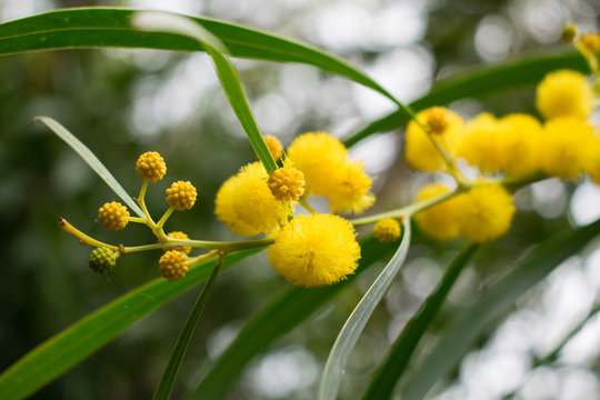 Blossoming of mimosa tree,  golden wattle close up in spring, bright yellow flowers, acacia flowers