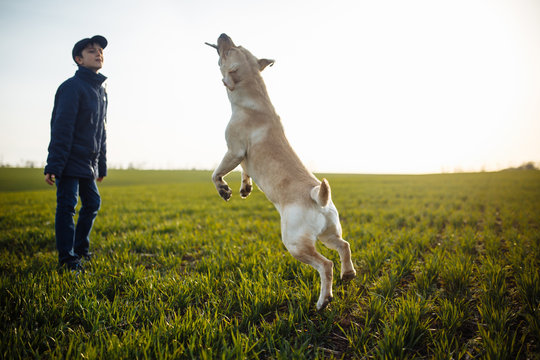 Happy young dog plays with a stick in the field with green grass on a bright sunny day. Labrador retriever wants to play with its owner and being active. Home pets concept.