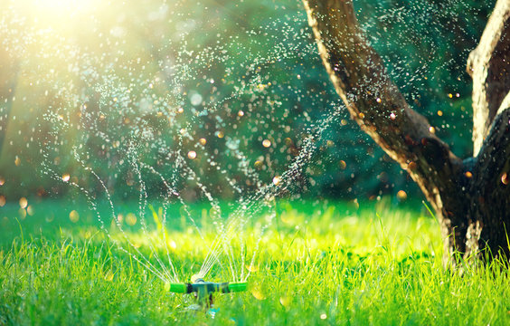 Garden, Grass Watering. Smart garden activated with full automatic sprinkler irrigation system working in a green park, watering lawn, flowers and trees. sprinkler head watering. Gardening concept.
