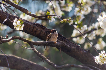 The sparrow sits on a flowering fruit tree. Close-up. Counter-lighting.