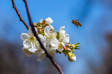 The bee collects nectar on the flowers of the cherry fruit tree. Close-up. Macro photography.