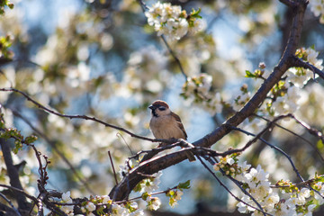 The sparrow sits on a flowering fruit tree. Close-up. Counter-lighting.