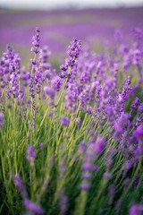 Lavender field on a sunny day, lavender bushes, purple mood. Soothing aromatherapy.