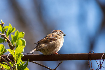 Sparrow sits on the vine on a sunny day. Close-up. Counter-lighting.