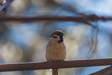 Sparrow sits on the vine on a sunny day. Close-up. Counter-lighting.