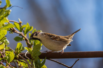 Sparrow sits on the vine on a sunny day. Close-up. Counter-lighting.