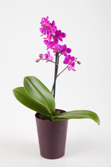 Naklejka na ściany i meble Beautiful purple orchid in bloom isolated on a white background.