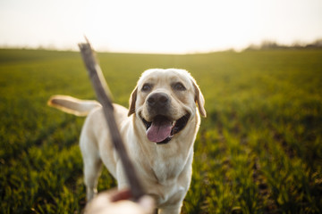 Happy young dog plays with a stick in the field with green grass on a bright sunny day. Labrador...