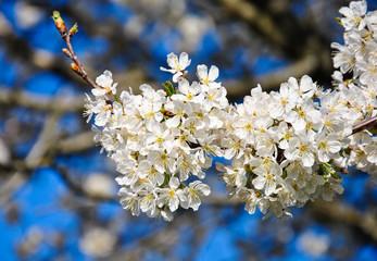 white cherry blossom. cherry tree flowers