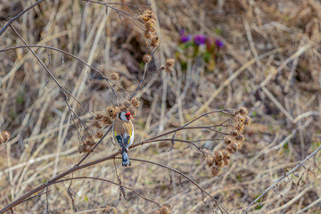 Goldfinch on the branches of a Thistle.