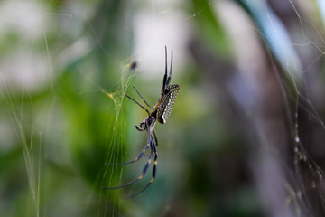 Aranha de jardim com pintas brancas na parte superior de abdômen 