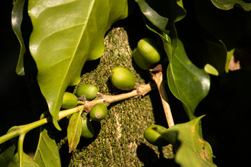 Macro de grãos verdes de café presos ao galho da planta sob um tronco coberto de musgo