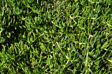 Green leaves of carpobrotus edulis in the wild, Greece.
