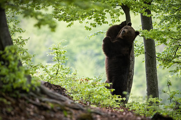Wild brown bear, ursus arctos, standing on rear legs and scratching its back on a tree. Large...