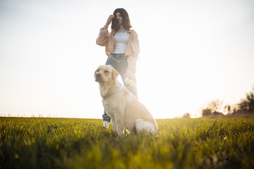 Young labrador retriever sits in a strict dog collar in the green grass field on a bright sunny day with its owner. The dog is looking sideway and being calm. Home pets concept.