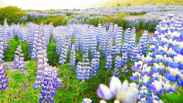 Typical Icelandic landscape with field of blooming lupine flowers. Beautiful sunny day with cloudy sky. 4K