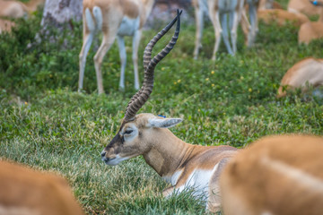 Impala Herd