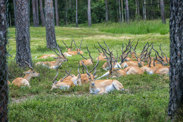 Impala Herd