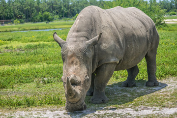 Rhinoceros