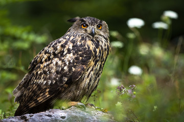 Huge eurasian eagle-owl, bubo bubo, sitting on a rock in summer forest with wildflowers in background. Massive owl with big orange eyes resting still between tall vegetation from side view.