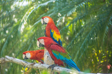 Macaws