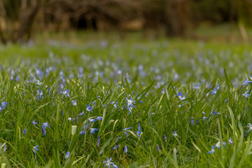 early spring in the spring forest