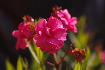 Fr&uuml;hling im Garten