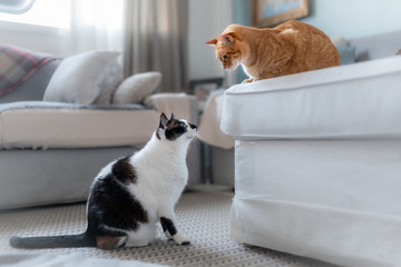 gato atigrado encima de un sofa y gato gordo blanco y negro sentado en la alfombra se miran