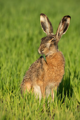 Alert brown hare, lepus europaeus, feeding on green field with blade of grass in mouth. Attentive animal with long ears grazing in spring nature at sunrise in vertical composition.