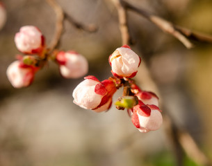Beautiful apricot flowers on branches in the morning light