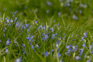 early spring in the spring forest