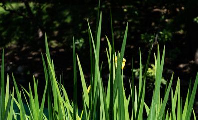 Obraz premium Yellow Iris
