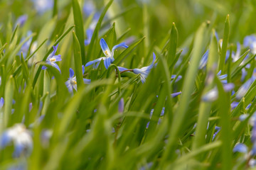 early spring in the spring forest