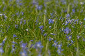 early spring in the spring forest