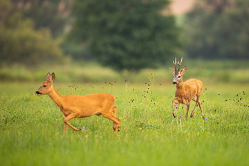 Couple of roe deer, capreolus capreolus, buck and doe running on meadow in summer paring season. Male mammal with antlers following female in courting ritual on green grass in nature.