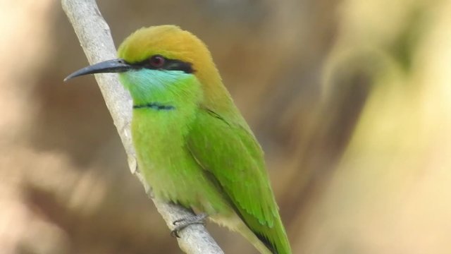 Extreme close up of a crimson topaz gorget hummingbird hovering in slow motion. Two Green Hummingbirds Almost Kissing Playing Slow Motion. Sharp closeup of hummingbird looking into camera before taki
