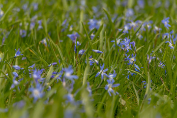 early spring in the spring forest