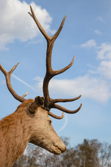 Close-up of a Red deer stag in front of a sky background.
