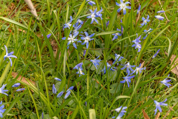 early spring in the spring forest